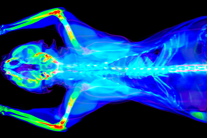 Cat CT scan